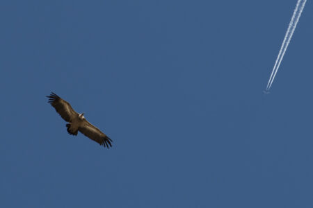 DSC_3886_1400_recorte_1