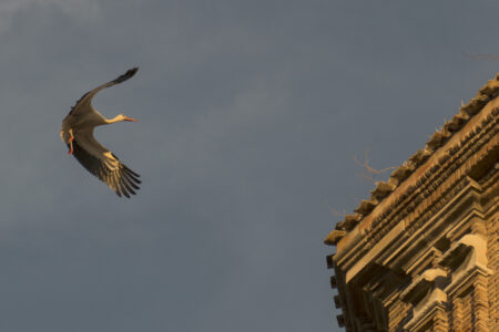 DSC_4212_1400_recorte