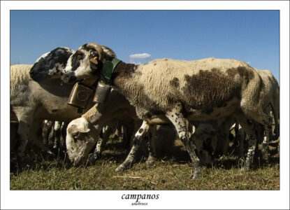 campanos