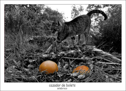 cazador_de_bolets