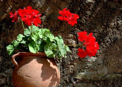 clavel