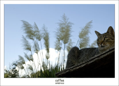 coffee
