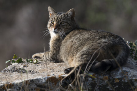 coofee