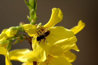 floramarillainsecto