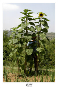 girasol