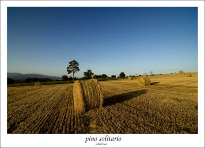 pinosolitario