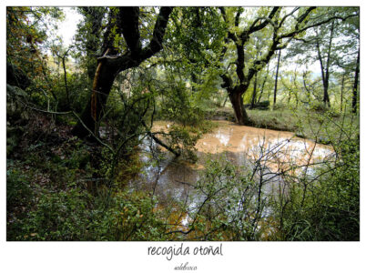 recogida