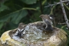 parea_ocells - copia