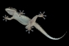 drago_2